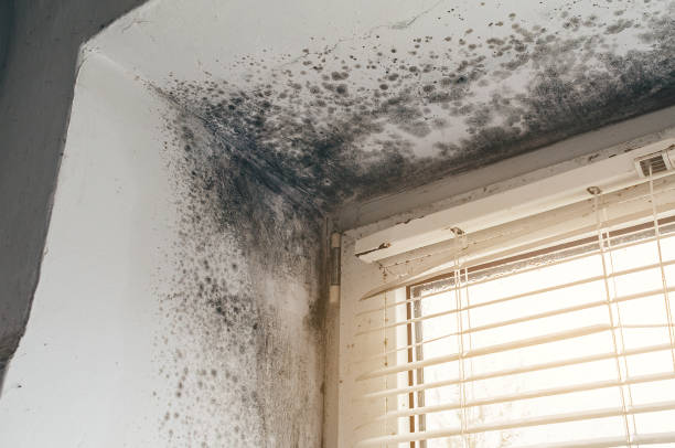 Affordable Hvac And Air Duct Mold Remediation solutions in Mebane, NC